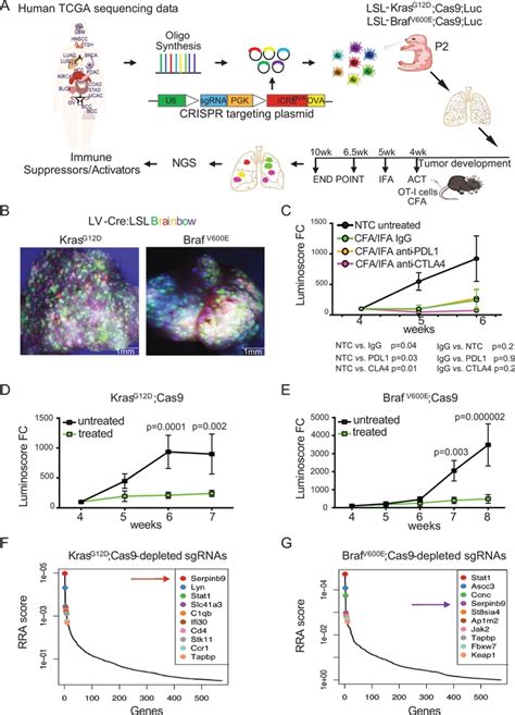 In vivo CRISPR screens reveal Serpinb9 and Adam2 as 